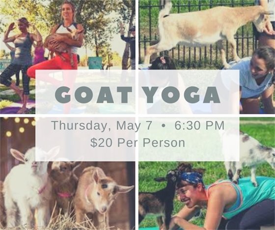 Goat Yoga at The Amp